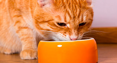 キドニーピュアを食べる猫